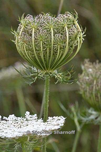 daucus carota 12 graphic